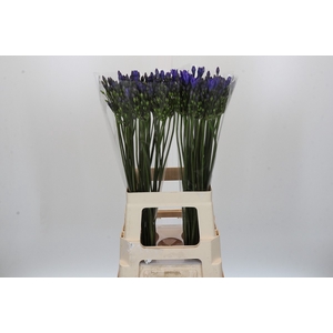 Triteleia Blues