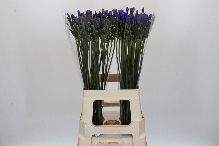 <h4>Triteleia Blues</h4>