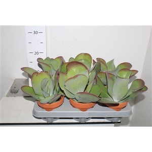 Kalanchoe Thyrsifl