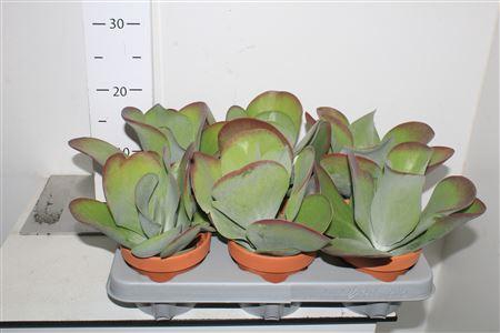 <h4>Kalanchoe Thyrsifl</h4>
