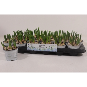 MUSCARI MANON P9