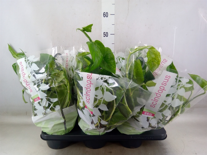 <h4>Epipremnum   ...</h4>