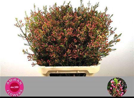 <h4>Chame Adi (knop)</h4>