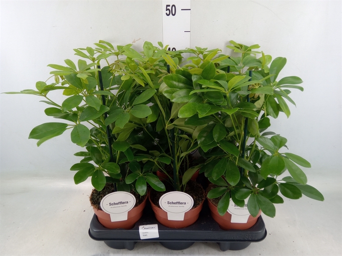 <h4>Schefflera arbor. 'Nora'</h4>