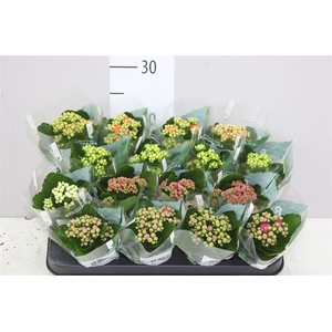 Kalanchoe Rosalina Mix