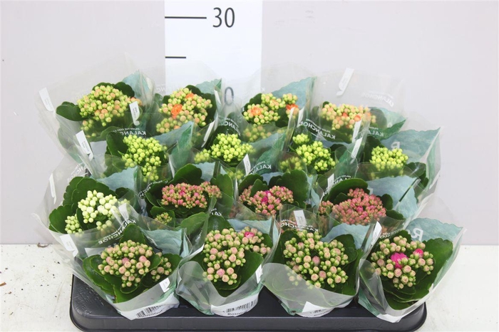 <h4>Kalanchoe Rosalina Mix</h4>