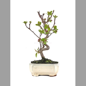 MALUS DOMESTICA OV