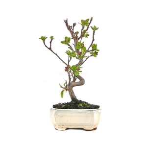 MALUS DOMESTICA OV