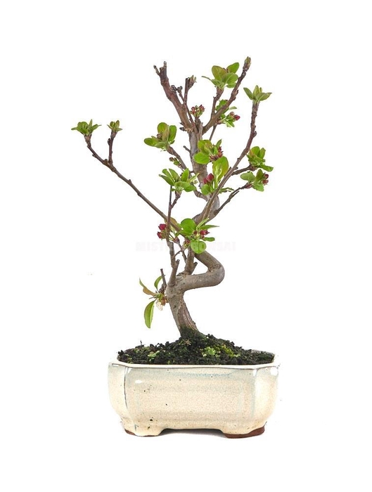 <h4>MALUS DOMESTICA OV</h4>