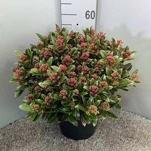 Skimmia japonica 'Red Dwarf'