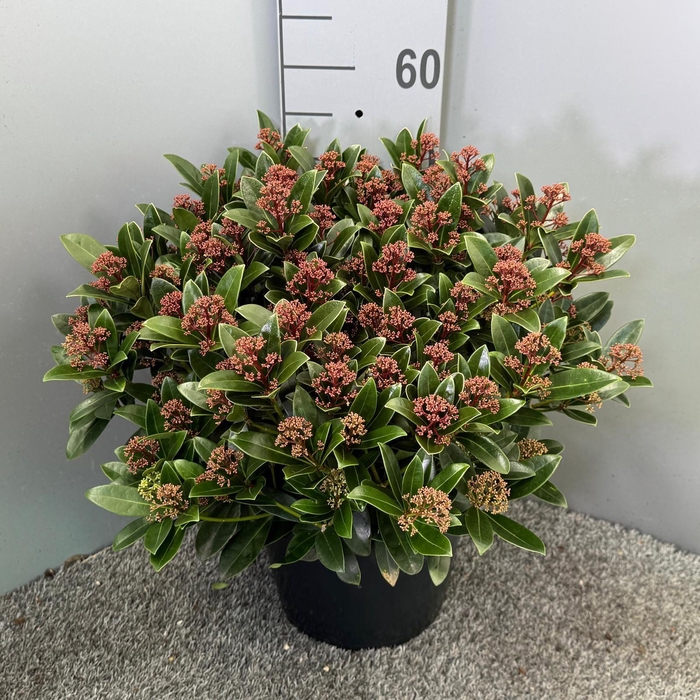 <h4>Skimmia japonica 'Red Dwarf'</h4>