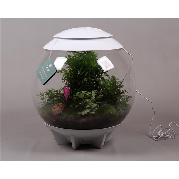 <h4>Terrarium XXL Exclusive wit met arrangement</h4>