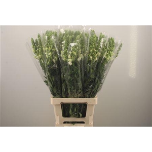 Antirrhinum Es. White