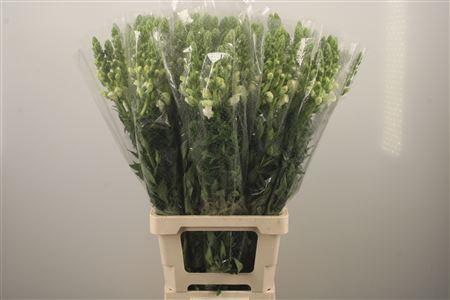 <h4>Antirrhinum Es. White</h4>