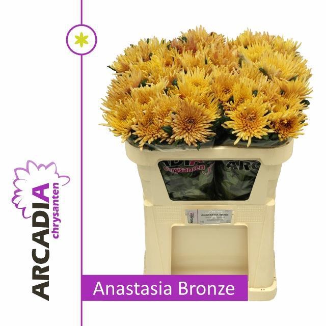 <h4>CHR E ANASTASIA BRON</h4>