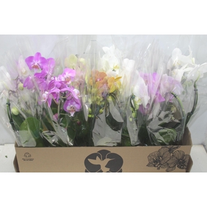 PHALAENOPSIS CORACAO P12