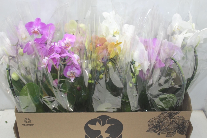 <h4>PHALAENOPSIS CORACAO P12</h4>