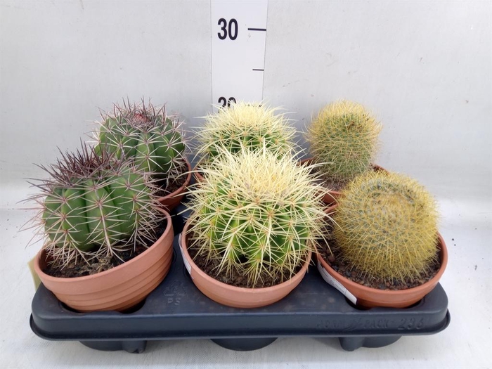 <h4>Cactus   ...</h4>