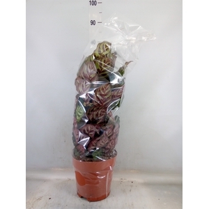 Calathea makoyana