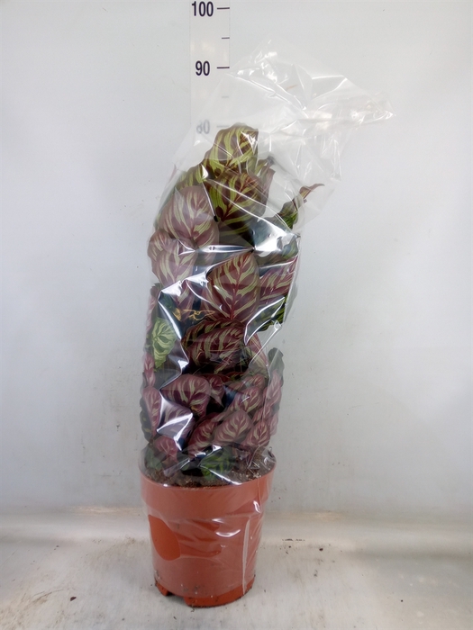 <h4>Calathea makoyana</h4>