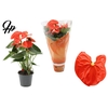 Anthurium 14 cm Sierra Orange in Couture sleeve