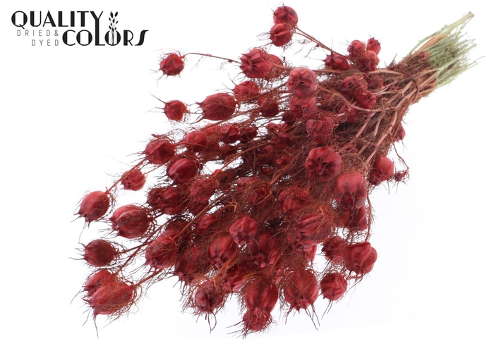 <h4>Droogbloemen   ...bewerkt H%</h4>
