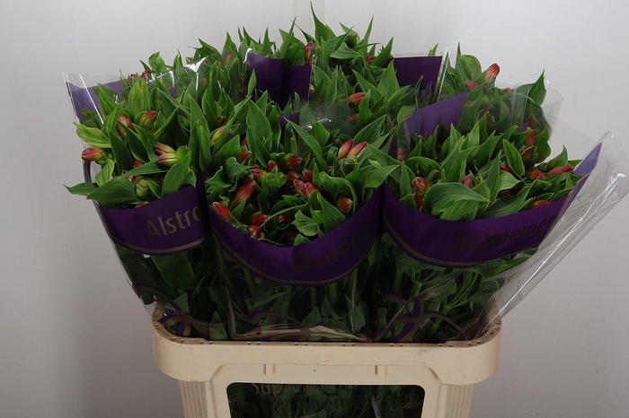 <h4>Alstr Tania</h4>