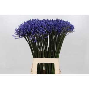 Agapanthus Dr Brouwer