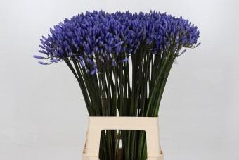 <h4>Agapanthus Dr Brouwer</h4>