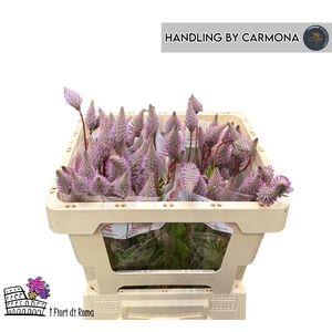 PTILOTUS EX MATILDA