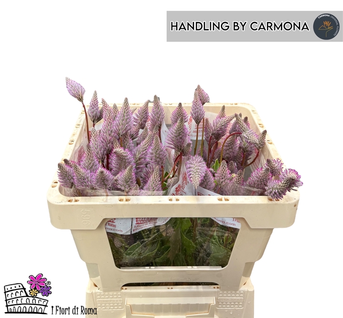 <h4>PTILOTUS EX MATILDA</h4>