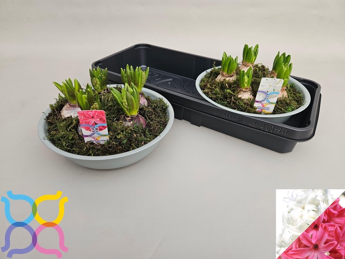 <h4>ARR HYACINTH</h4>