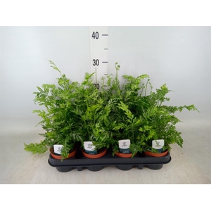 Pteris ensiformis 'Evergemiensis'