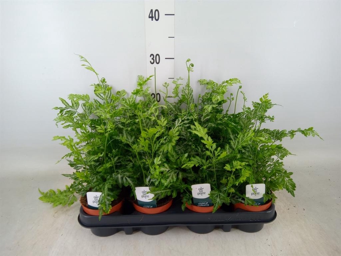 <h4>Pteris ensiformis 'Evergemiensis'</h4>