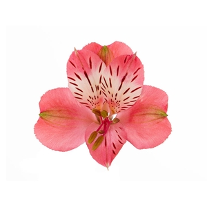 ALSTROEMERIA NIKITA 080 CM