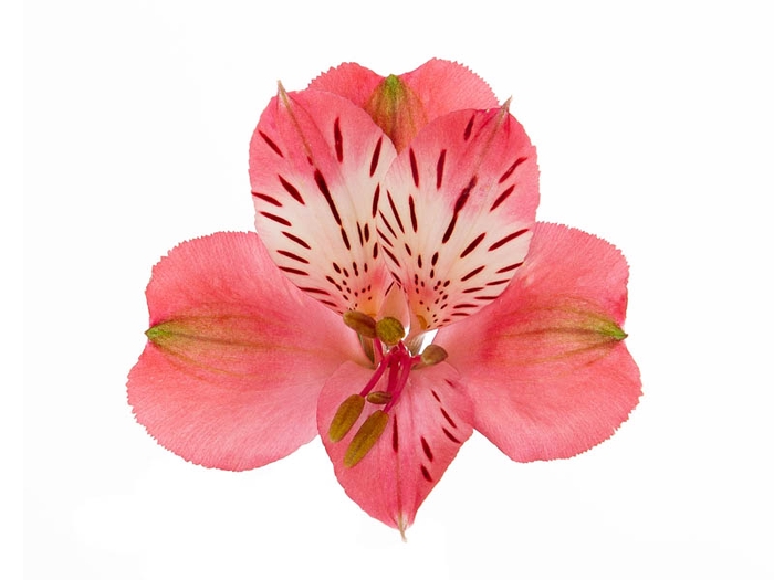 <h4>ALSTROEMERIA NIKITA 080 CM</h4>