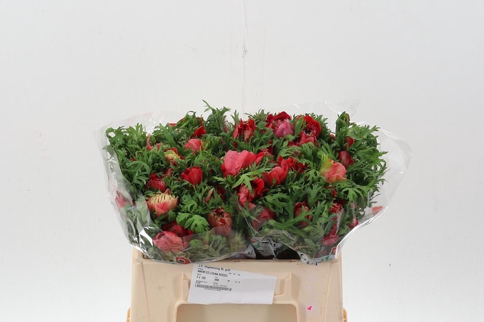 <h4>Anem Co Levan Rosso</h4>