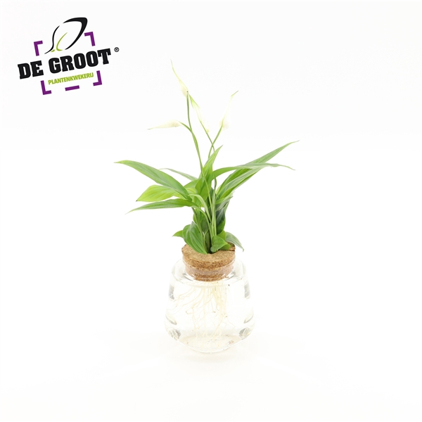 <h4>Spathiphyllum in Bolglas + klikkurk - levertijd 24 uur</h4>