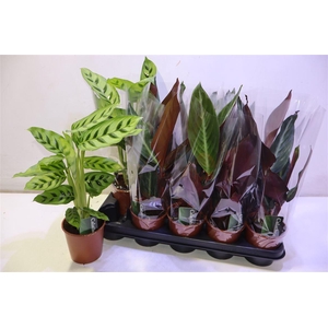 arr8 Calat Gem 2 Srt