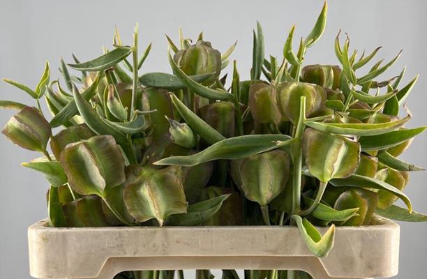 <h4>Fritillaria Zaaddoos</h4>