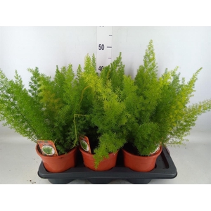 Asparagus dens. 'Meyers'