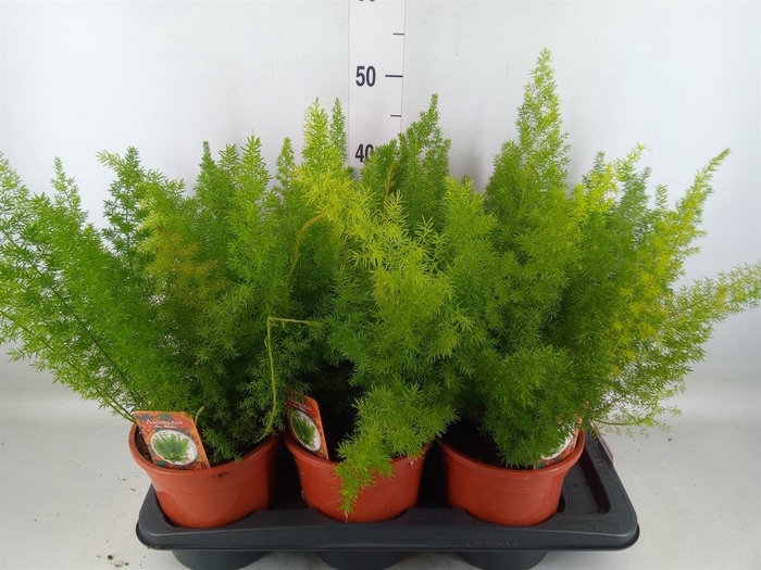 <h4>Asparagus dens. 'Meyers'</h4>