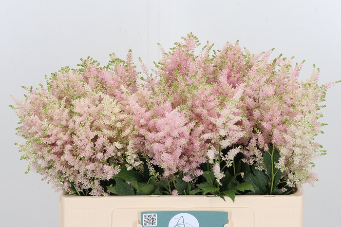 <h4>Astilbe Europa Roze</h4>