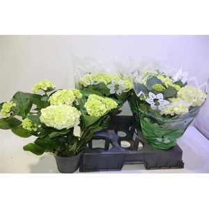 arr8 Hydr M Ov White