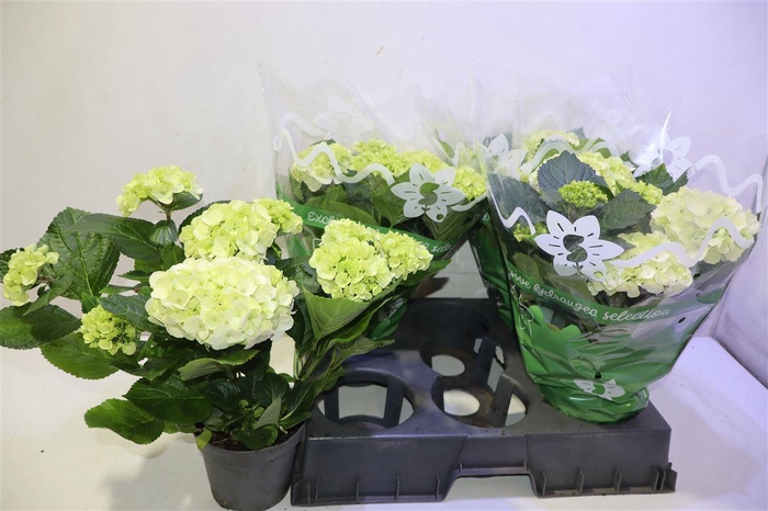 <h4>arr8 Hydr M Ov White</h4>