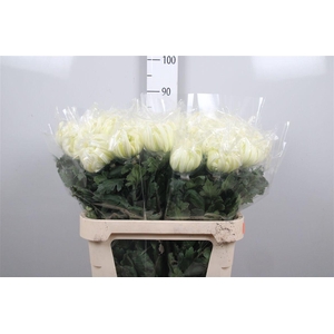 Chr G Vienna White