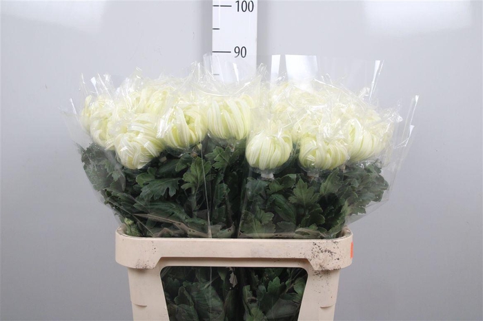 <h4>Chr G Vienna White</h4>