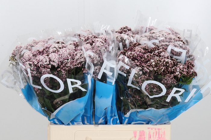 <h4>Eupat Ru Lucky Pink</h4>