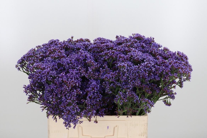 <h4>Lim Pe Enchante</h4>