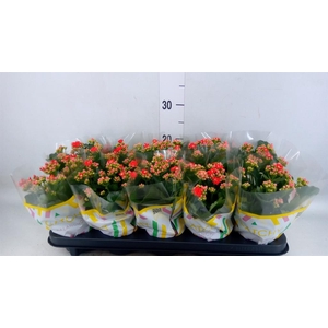 Kalanchoe blos. 'RosDon Amador'